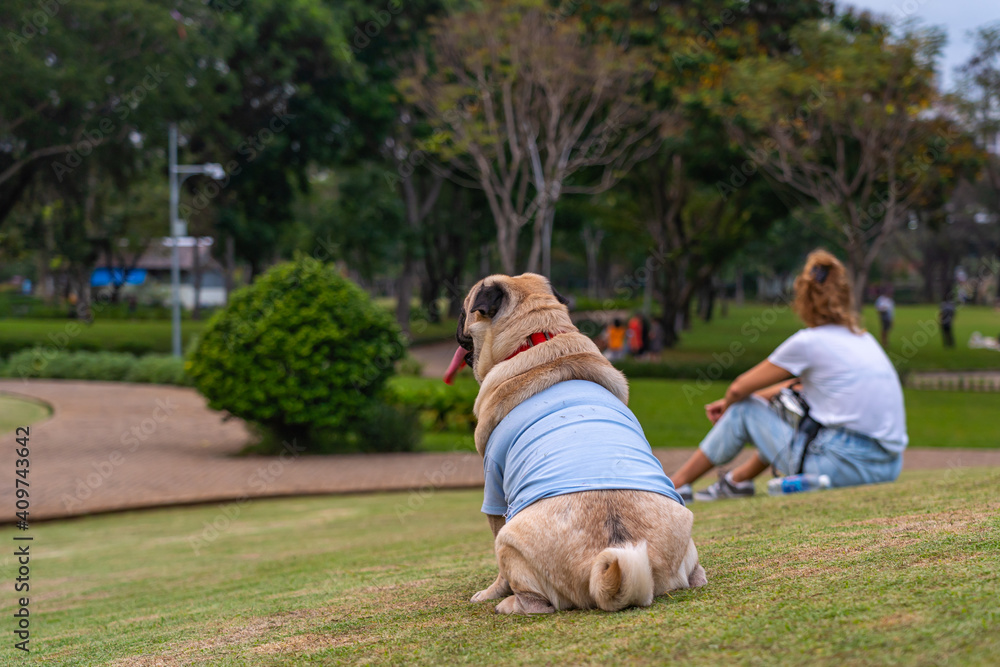 Rear view of fat pug dog sitting on grass lawn with owner Rear view of fat pug dog sitting on grass lawn with owner