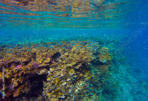  living reef with incredibly beautiful corals and fish in the Red Sea in Sharm El Sheikh