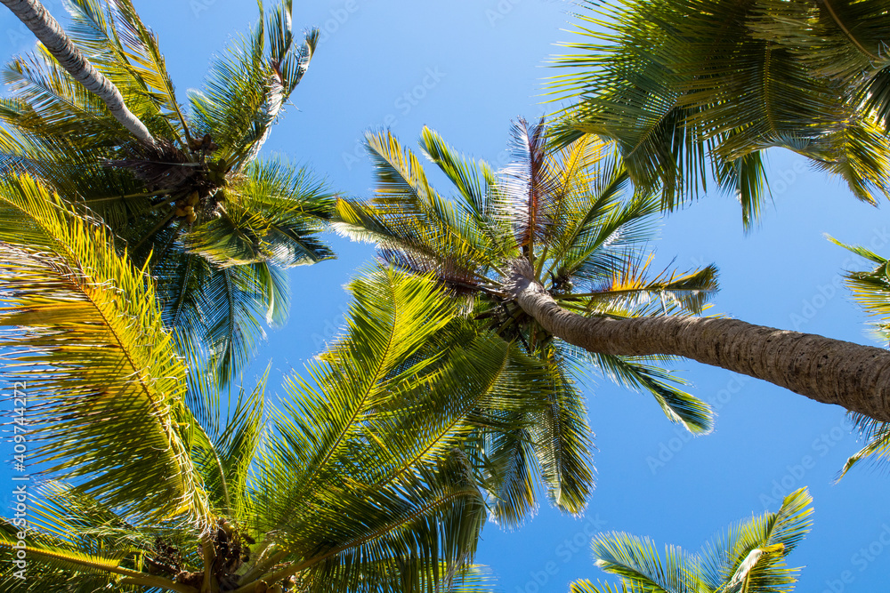Naklejka premium Palmiers en Guyane