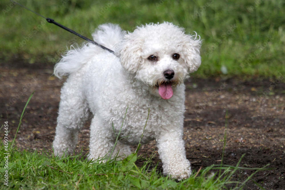 Bichon Frise out for a walk Bichon Frise out for a walk
