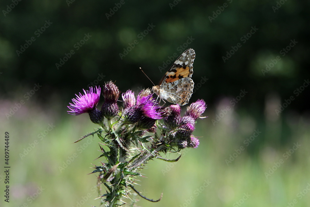 Painted Lady butterfly on thistle flowers Painted Lady butterfly on thistle flowers