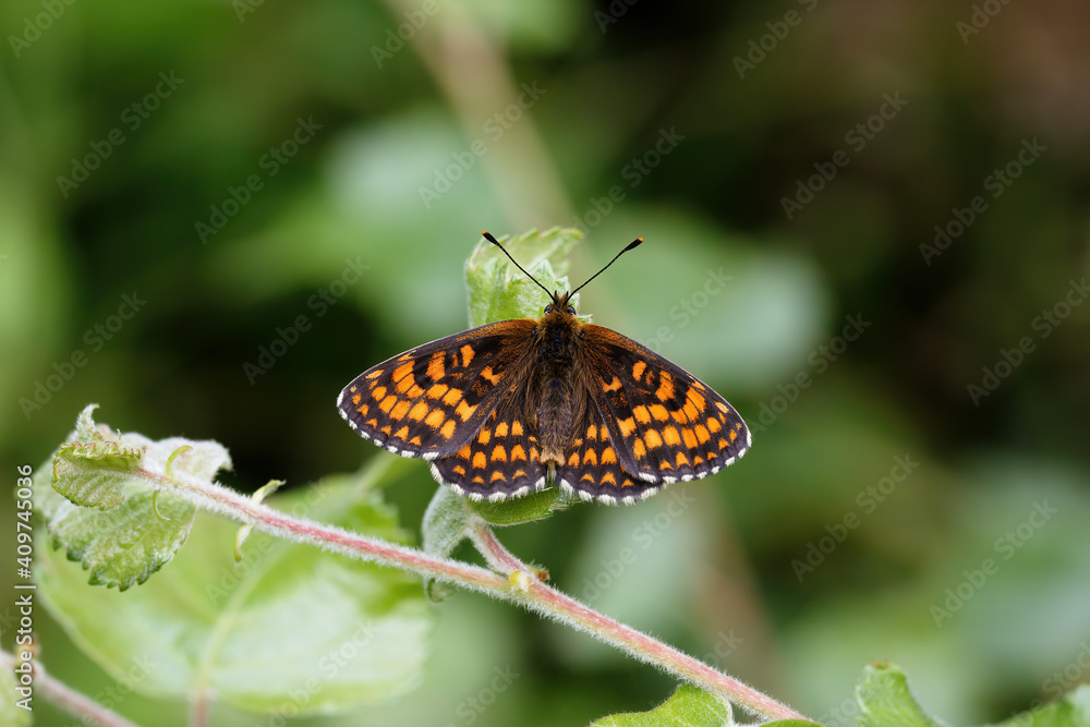Obraz premium A Heath Fritillary Butterfly basking on green leaves.