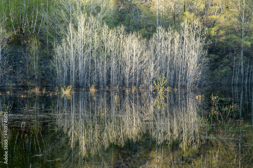 Reflection of white tree trunks in the water of the reservoir. Single bushes were in the water during the spring flood.
