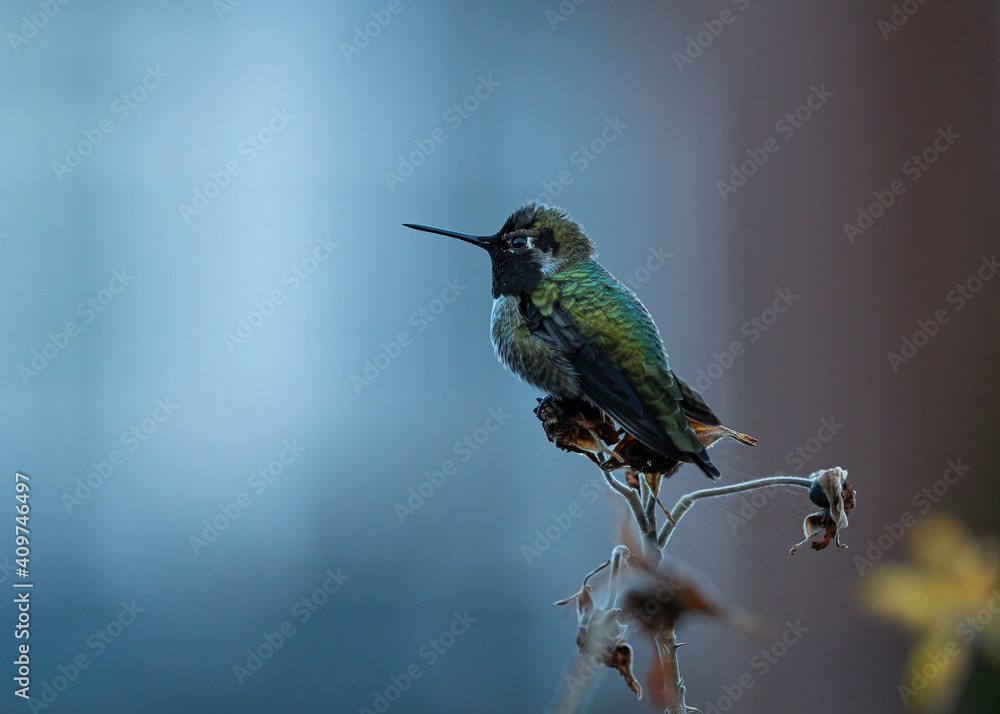 Fototapeta premium close up of one Anna's hummingbird resting on the tip of a branch in the park on an overcast day