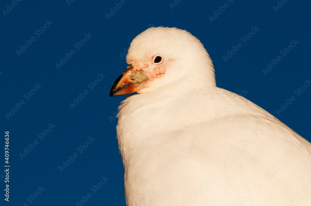 Chionis alba Chionis alba