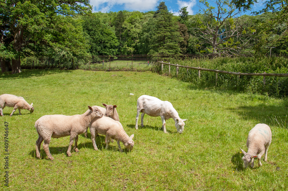 Fototapeta premium sheep in the field