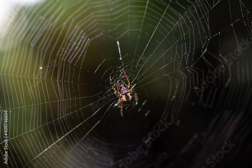 spider in web