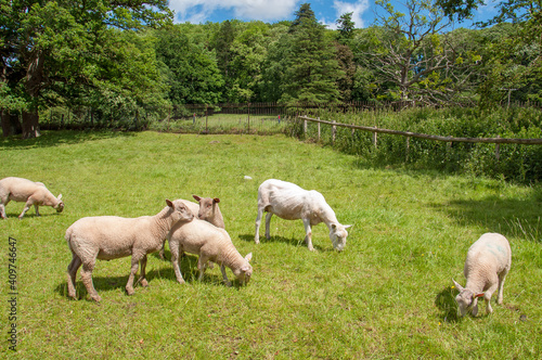 sheep in the field © Jenn's Photography 