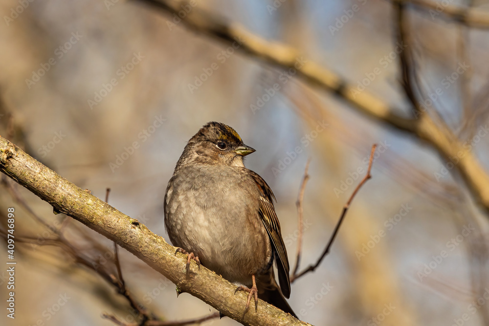 close up of a sparrow resting on the leafless branch on a sunny winter morning in the park close up of a sparrow resting on the leafless branch on a sunny winter morning in the park
