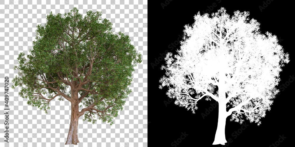Fototapeta Tree isolated on black background with white mask for easy cutout. 3d rendering - illustration