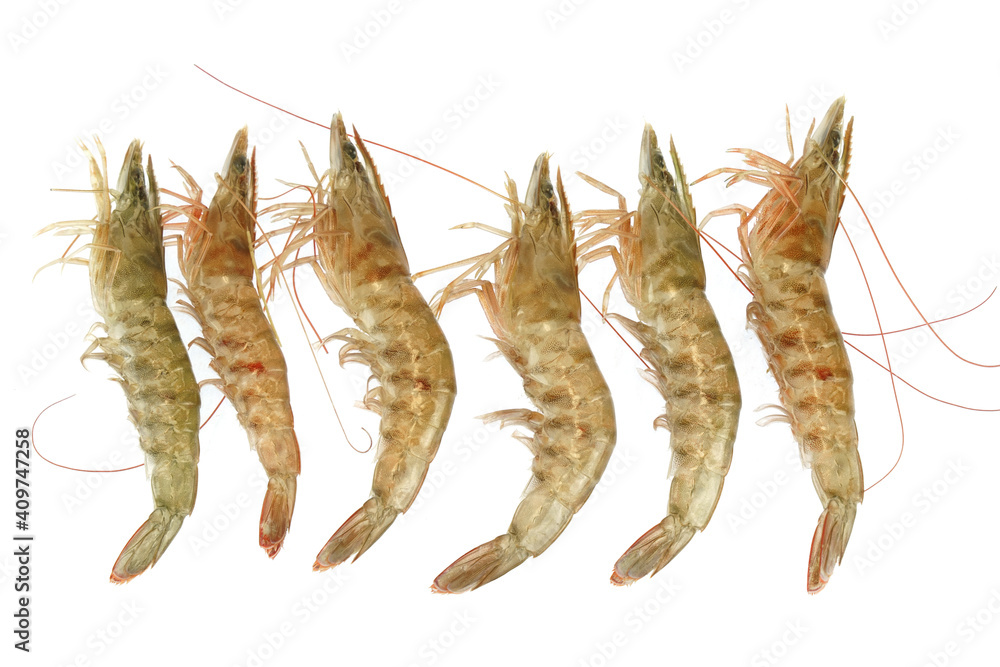 Fresh living shrimp isolated on white background Fresh living shrimp isolated on white background