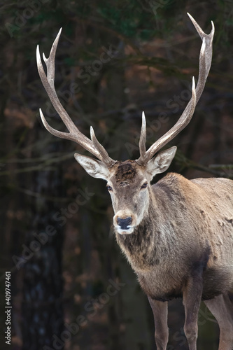 Fototapeta Naklejka Na Ścianę i Meble -  Big deer in the forest