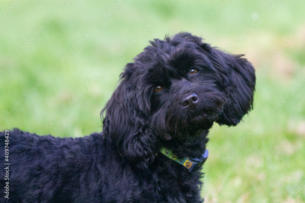 Cockerpoo Cockerpoo