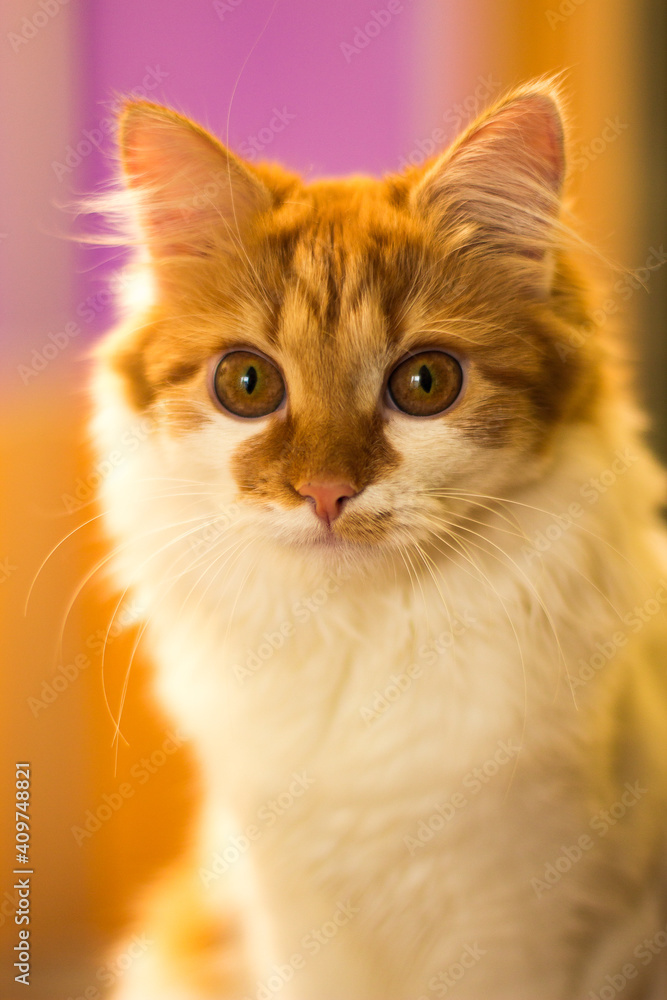 ginger cat on a purple background