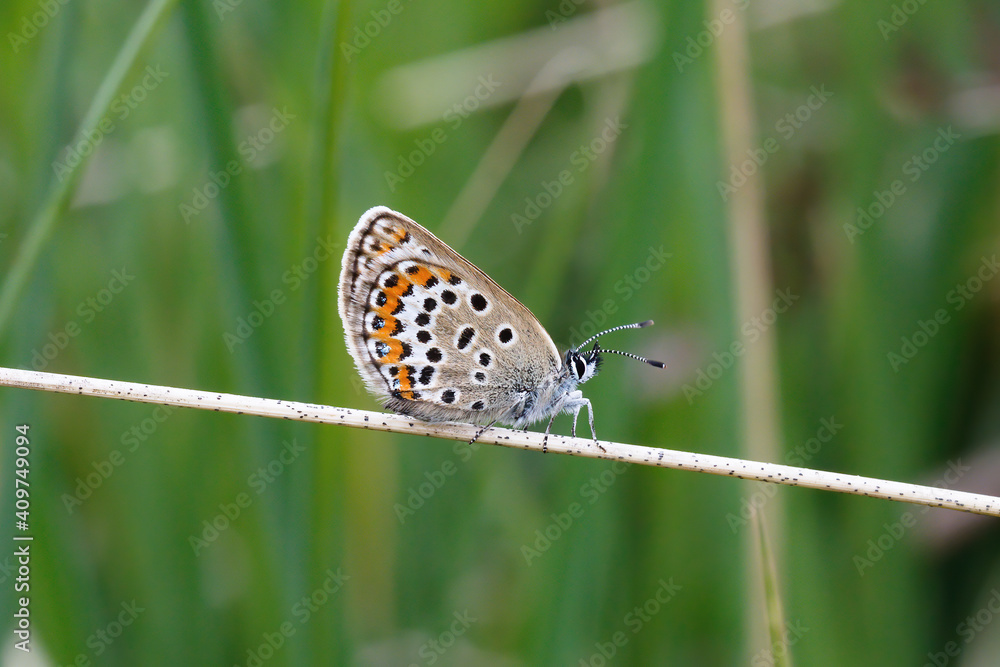 Obraz premium A Silver-studded Blue resting on a grass stem.