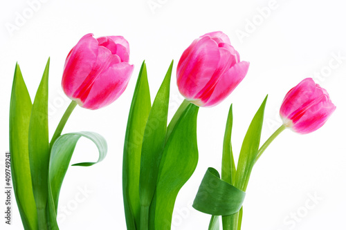 spring colorful flowers tulips © alenalihacheva