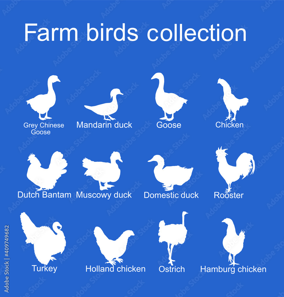 Farm fowl birds collection vector silhouette illustration isolated on blue background. Domestic