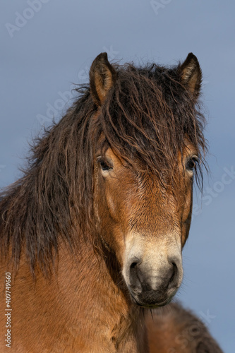 Head of a wild Exmoor pony  against a blue sky in nature reserve in Fochteloo  the Netherlands