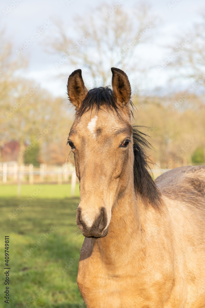 Obraz premium A head of one year old horses in the pasture. A light brown, yellow foal looks straight into the camera
