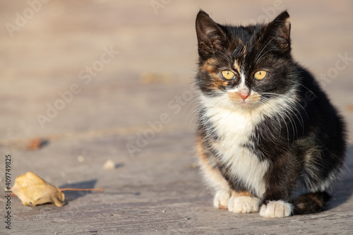 A cute, three-colored stray kitten sits on a sidewalk tile on a sunny autumn day outside.