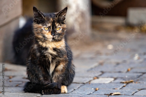 A cute, three-colored stray kitten sits on a sidewalk tile on a sunny autumn day outside.