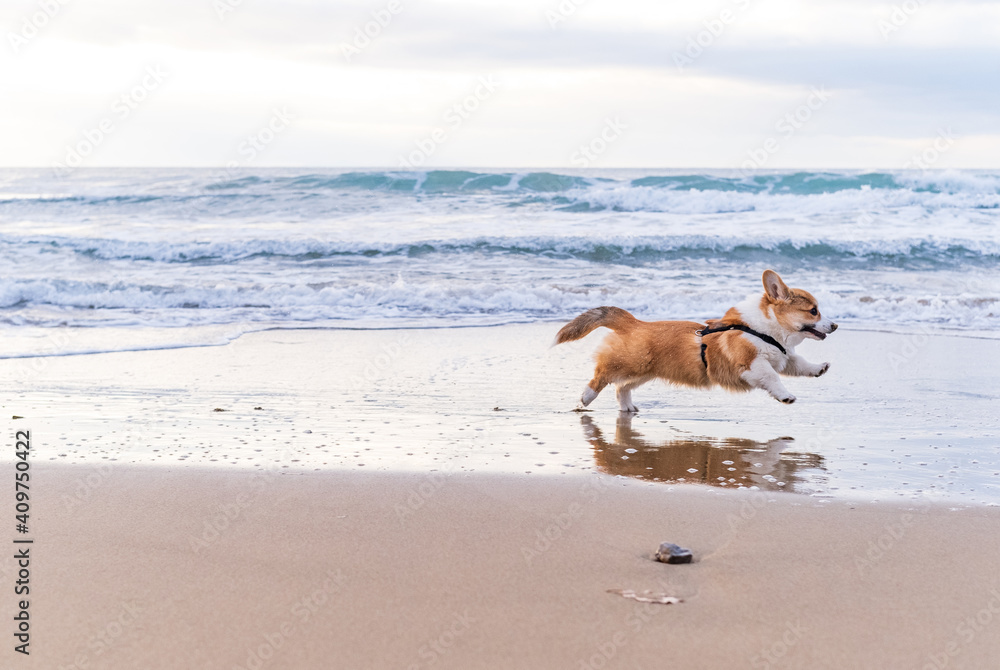 Corgi Pembroke puppy on sea coast. Dog beach and walking concept. World Pet Day. Concept image for veterinary clinics, sites about dogs