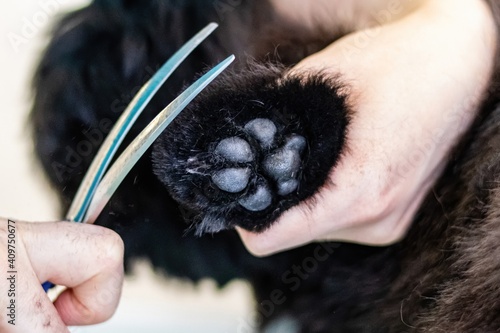 Dog paw pads trimmed with scissors by professional groomer