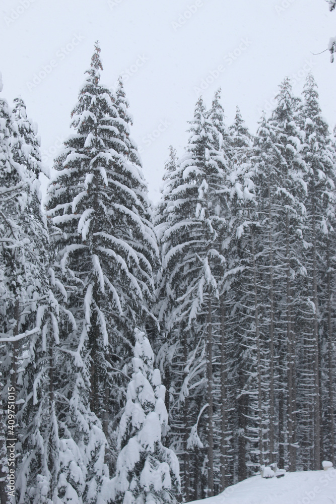 Coniferous forest in winter with a lot of snow. Snow in the woods. Snow on the trees. Coniferous forest in winter with a lot of snow. Snow in the woods. Snow on the trees.