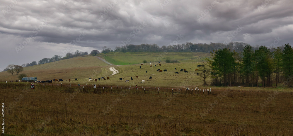 herd of brown white and black dairy cattle grazing on hillside green pastures under a stormy grey sky