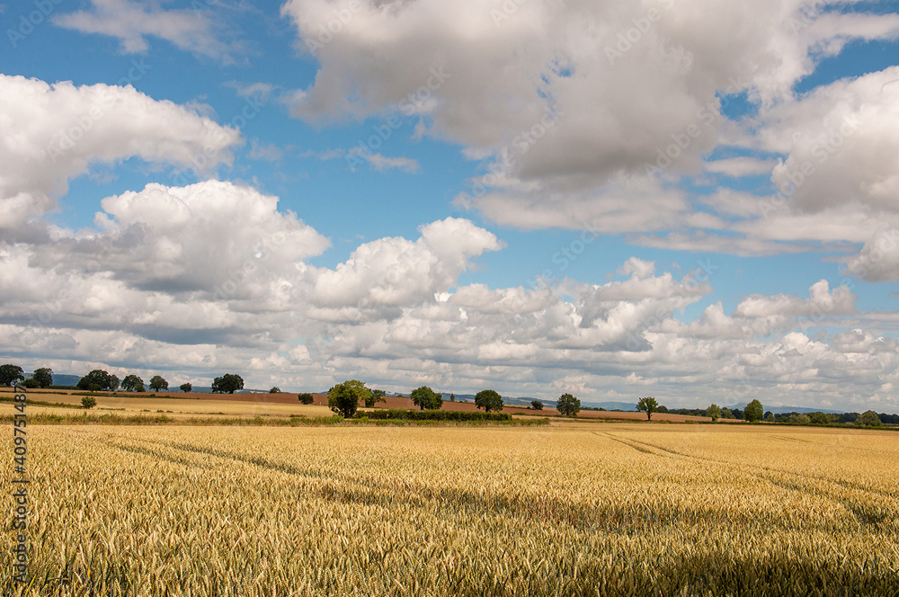 Fototapeta premium Summertime wheat field and sky
