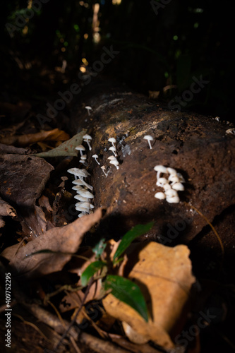Fungus, Sunshine Coast Hinterland, Queensland, Australia