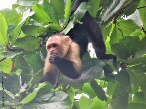 Capuchin monkey eating in a tree