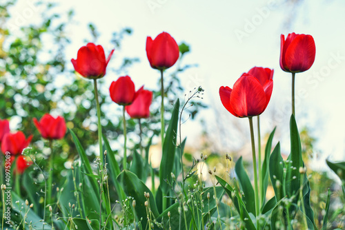 Meadow of red tulips flowers spring nature