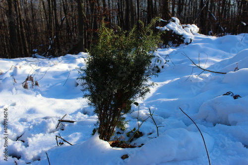 A small spruce tree around when there is snow. Spruce tree in winter. photo