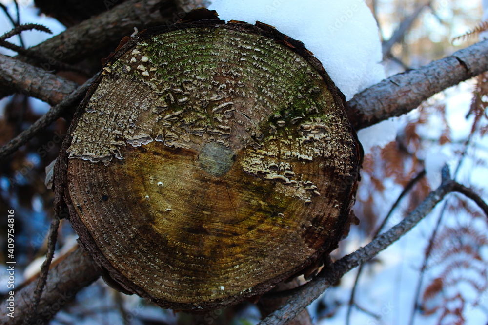 Cut pine tree in the woods. Uncontrolled felling of trees. Abandoned tree to perish. Years of trees on which fungi have appeared. Snow on a tree. Cut pine tree in the woods. Uncontrolled felling of trees. Abandoned tree to perish. Years of trees on which fungi have appeared. Snow on a tree.