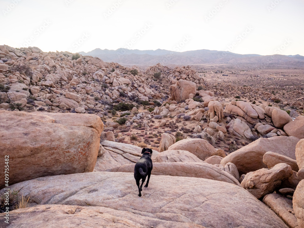 Black labrador retriever climbing among boulders in Yucca Valley, California desert