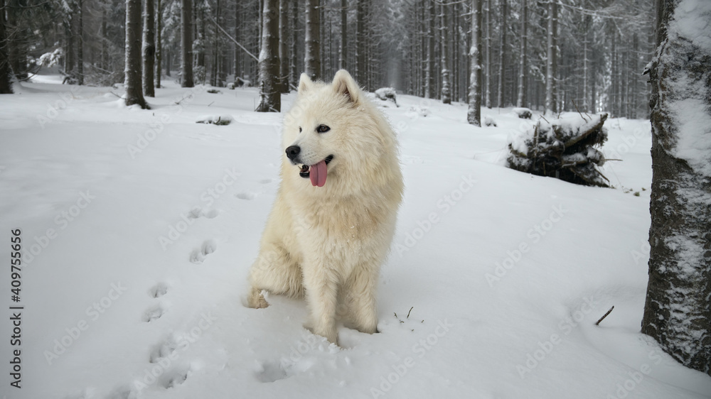 Samoyed dog sitting in the winter forest Samoyed dog sitting in the winter forest