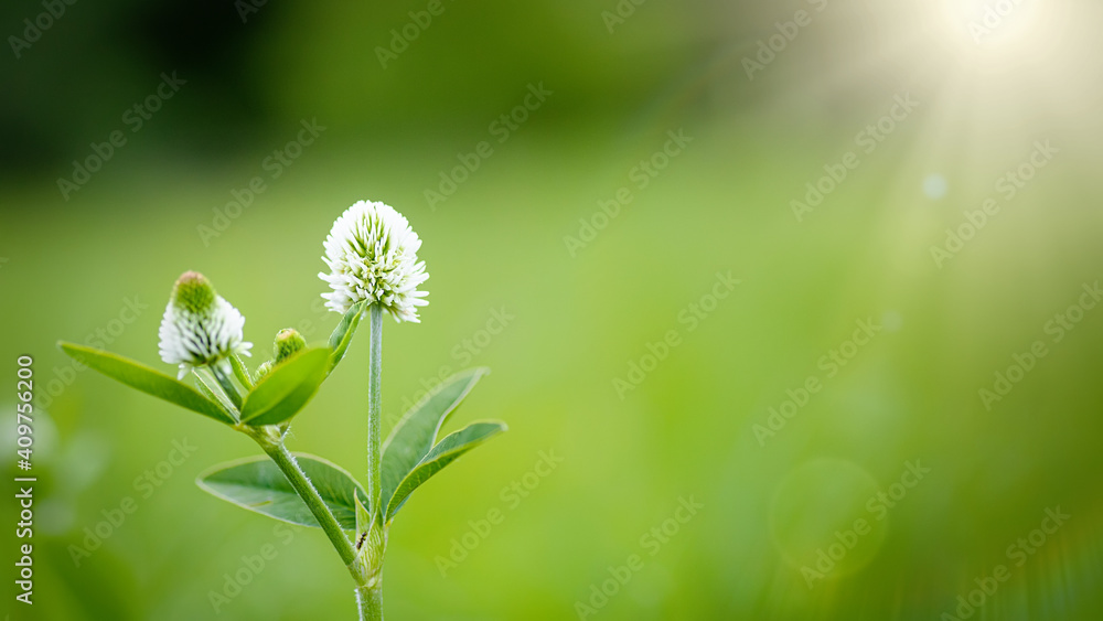 Trifolium montanum, mountain clover meadow in summer. Collecting medicinal herbs for non-traditional medicine Trifolium montanum, mountain clover meadow in summer. Collecting medicinal herbs for non-traditional medicine