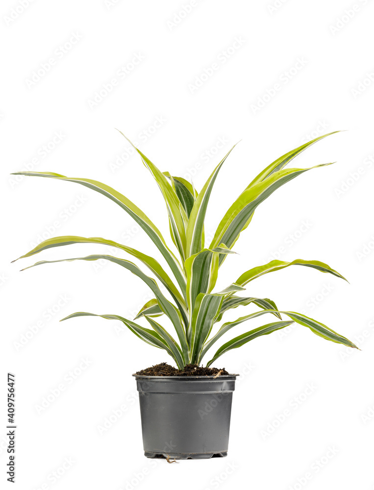 Green decorative plant with long leafes potted in a gray flower pot Green decorative plant with long leafes potted in a gray flower pot