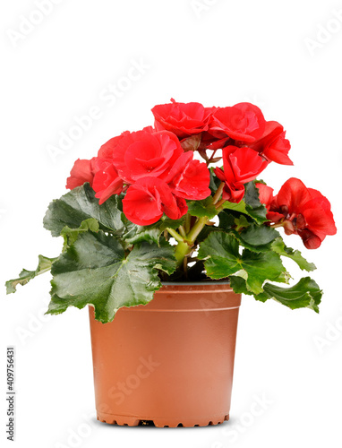 The Red Begonia flower is plant in a brown flowerpot on white background.