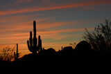 Silhouette of saguaro cactus at sunset in Phoenix, Arizona, USA