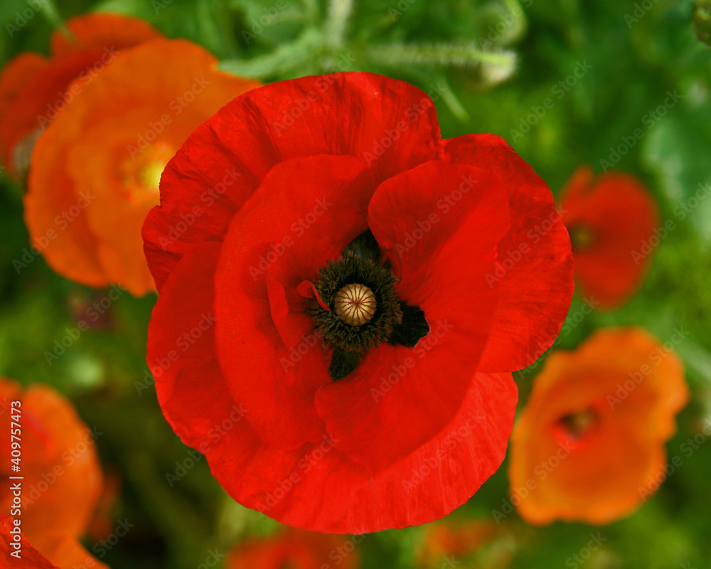 Red poppy in bed of multicolored poppies