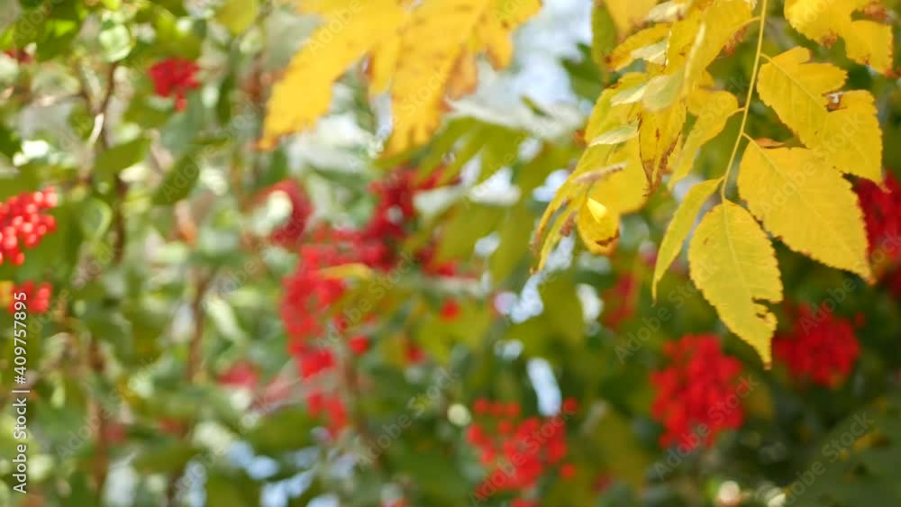 Red berries on tree, gardening in California, USA. Natural atmospheric botanical close up background. Viburnum, spring or fall morning garden or forest, fresh springtime or autumn flora in soft focus. Red berries on tree, gardening in California, USA. Natural atmospheric botanical close up background. Viburnum, spring or fall morning garden or forest, fresh springtime or autumn flora in soft focus.
