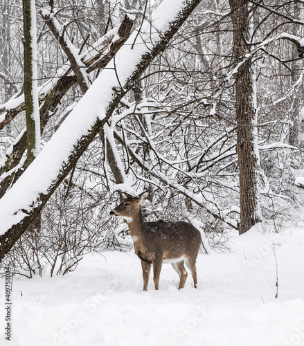 Wild white tail deer in the forest snowstorm