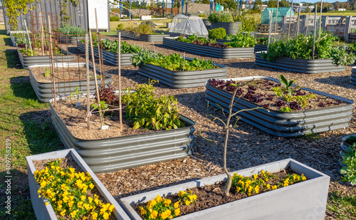 Australian urban community garden, raised beds growing vegetables for sustainable living