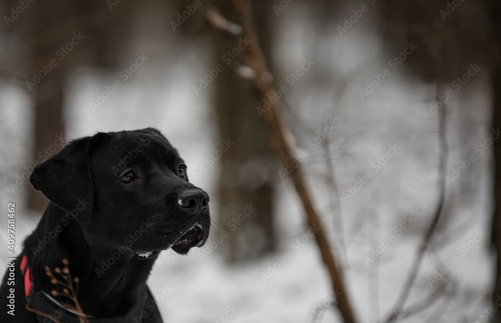 black labrador retriever in snow black labrador retriever in snow