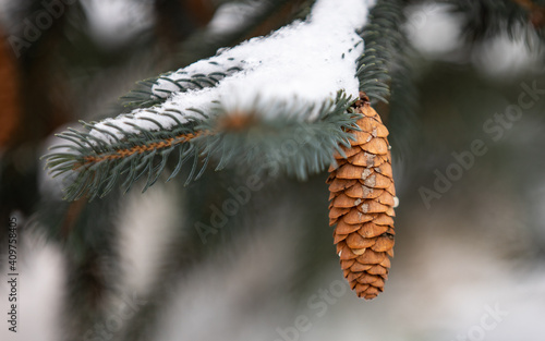 branch of a pine, cones on a tree in winter
