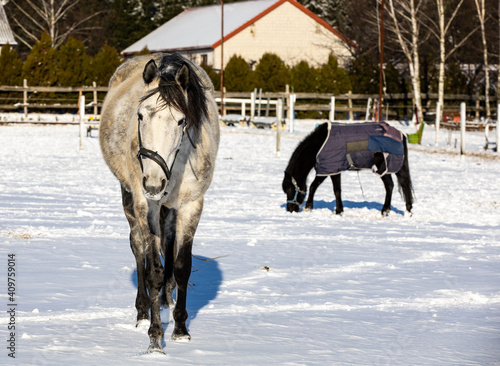 horses on the snow,Poland