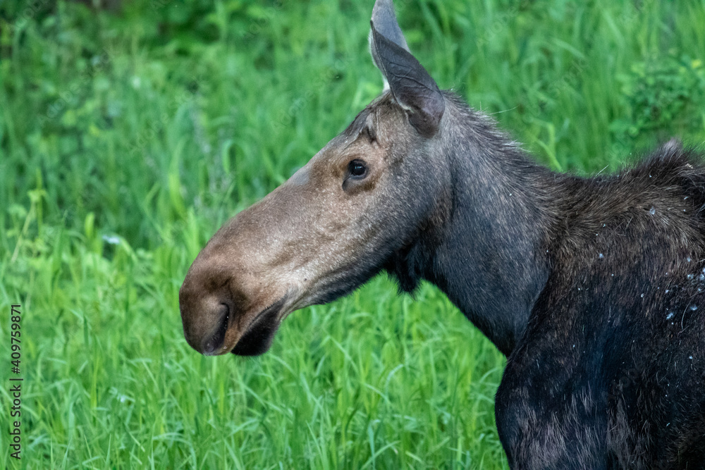 Jackson Hole, Wyoming Wild Moose Jackson Hole, Wyoming Wild Moose