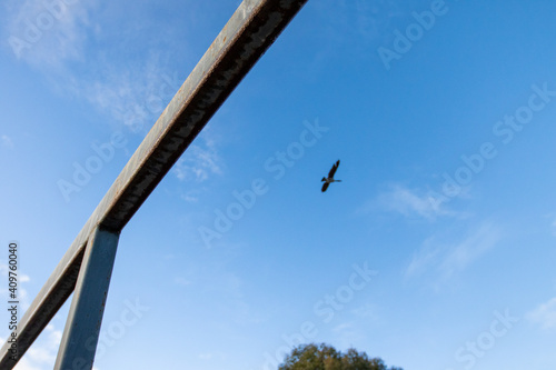 Bird Flying Over Bridge in Avila Beach, CA